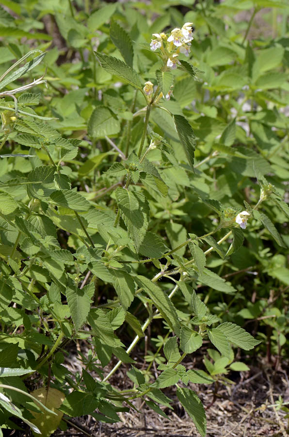 Galeopsis segetum / Canapetta campestre